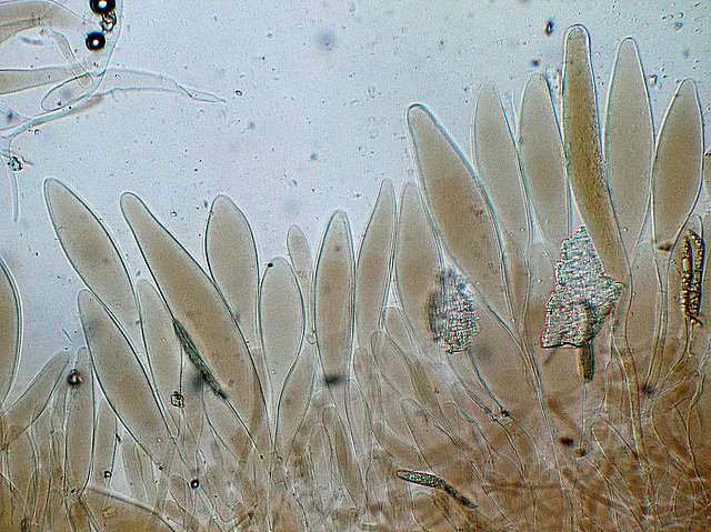 La  Flora  micologica  Alsaziana